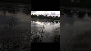 mancing casting ikan gabus [upl. by Adnov]