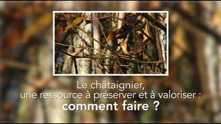 Le châtaignier une ressource à préserver et à valoriser  comment faire [upl. by Adnamahs922]