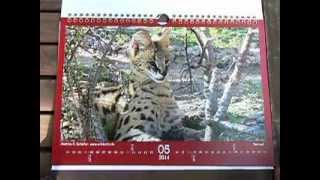 WildCatz 2014  der Kalender [upl. by Enisamoht428]