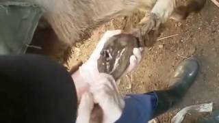 hoof abscess in donkey [upl. by Yaeger]