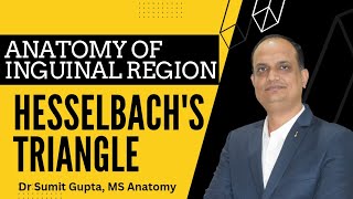 Hesselbach Triangle Anatomy Inguinal Region [upl. by Idnis254]