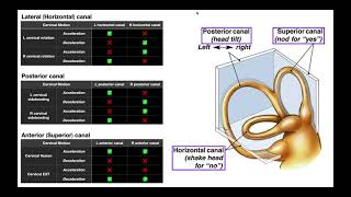 Semicircular Canals EXPLAINED  Structures amp Physiology [upl. by Vitek753]