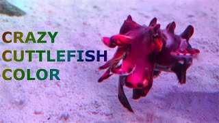 How Cuttlefish and Octopus Change Their Color [upl. by New]