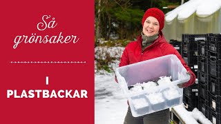 Så grönsaker i plastbackar [upl. by Imaon381]