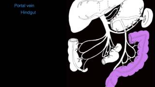 Hepatic portal system [upl. by Oates]