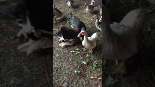 Female Muscovy Duck mate with 2 male Hybrid Ducks [upl. by Zebadiah]