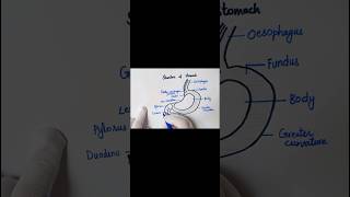 Anatomy of stomach easy diagram youtube ytshorts youtubeshorts trendingshorts [upl. by Karoly736]