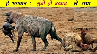 हाइना आक्रमण अविश्वसनीय घटना  हाइना के खतरनाक हमले  लकड़बग्घा  Hyena Attacks [upl. by Nomra618]