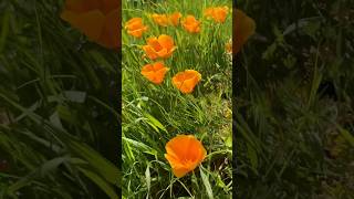 California poppy Eschscholzia californica Papaveraceae CA’s state flower on the hills of UCSC [upl. by Jolynn]