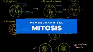 PEMBELAHAN MITOSIS  BIOLOGI MOLEKULER 10 [upl. by Eniahpets]