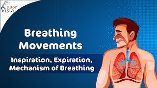 Breathing Movements  Inspiration Expiration Mechanism of Breathing [upl. by Kopaz]