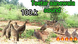 15 min तीतर का आवाज  teetar ki awaaz 🎶👌  francolin voice  partridge sound  Teetar calling [upl. by Miche615]