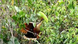 Hoatzin Feeding [upl. by Rases]