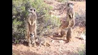 Baby meerkats warm their bellies  thermoregulation  meerkat pups sunning [upl. by Salvador]