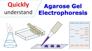 Agarose gel electrophoresis [upl. by Aisat534]