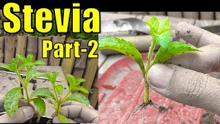 Stevia Plant for Diabetes  A Herbal Plant  Part2 [upl. by Assirialc]