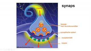 Zenuwstelsel neurotransmitters en actiepotentiaal [upl. by Haslam]