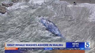 Gray whale washes ashore in Malibu [upl. by Yelyah888]