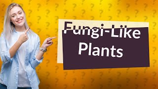 What characteristics do fungi have that plants don t [upl. by Lachlan]