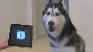 Husky Dog Sings with iPAD  Better than Bieber now on iTunes [upl. by Haslam864]