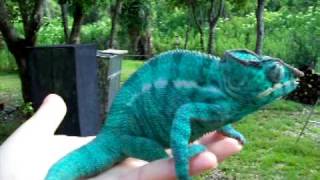 Blue Nosy Be Panther Chameleon [upl. by Rickart]