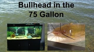 Yellow Bullhead in the 75 Gallon [upl. by Derzon757]