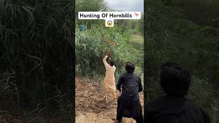 Hunting Pf Hornbills 🦩😱 shikarigaming huntting entertainment hornbills [upl. by Chryste]