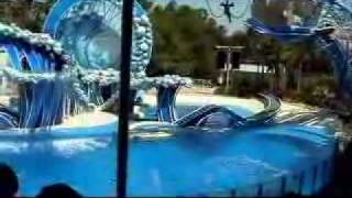 Dolphin show [upl. by Oran]