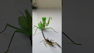 Praying Mantis vs Scorpion insects mantis scorpion animals [upl. by Attenaj]