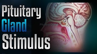 🎧 Pituitary Gland Stimulation to Release Growth Hormone with Simply Hypnotic [upl. by Mowbray]