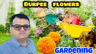 Burpee flowers seedschicken zinger shawarma [upl. by Gersham]