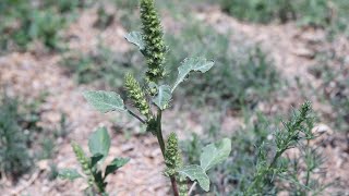 REDROOT PIGWEED Amaranthus retroflexus [upl. by Buckingham]