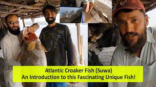 Atlantic Croaker Fish Suwa  An Introduction to this Fascinating Unique Fish [upl. by Rebel280]