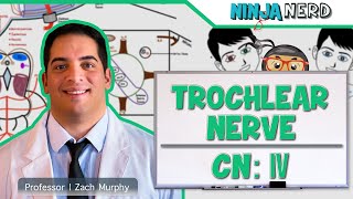 Neurology  Trochlear Nerve Cranial Nerve IV [upl. by Essilrahc143]