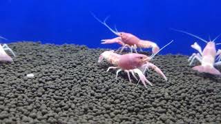 Pink Ghost crayfish aquaculture crayfish ghostfish lobster fish crustacean crawfish crab [upl. by Sophie]