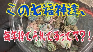 多肉植物 七福神が捨てられているだと…？ 撮影日20230301 [upl. by Robaina]