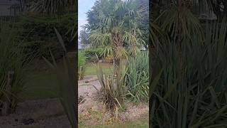 Planting ideas Caravan site tropical delight in Cosgrove Park Milton keynes howto [upl. by Yecaw990]