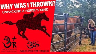 Why Was I Thrown  Unpacking a Horses Mind [upl. by Koren]