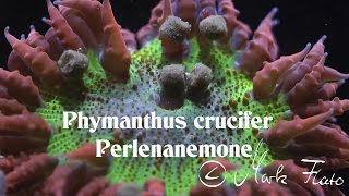 Phymanthus crucifer Perlenanemone [upl. by Niamrej]