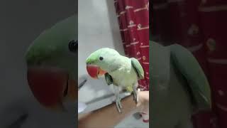 Shyam X Pushpa shorts parrot trending viral [upl. by Inittirb53]