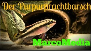 Der Purpurprachtbarsch Pelvicachromis pulcher [upl. by Harwill]