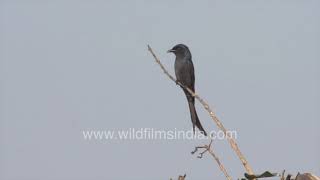 Kotwal chiriya or Black Drongo  Dicrurus macrocercus  Noisy black bird gulps down fly on treetop [upl. by Buford]