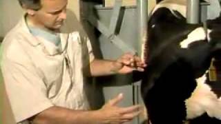 Jugular vein Blood Collection and Injection In a cow [upl. by Lynn]