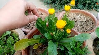 Calendula plant care easy tipscalendula low maintenance plant for beginnerslifestyle with T shes [upl. by Htenay267]