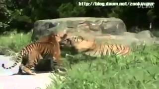 Tigre Siberiano vs Tigre de Bengala [upl. by Dnalkrik]