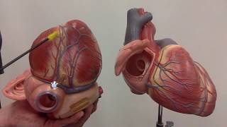 Coronary circulation major arteries and veins [upl. by Itoyj]