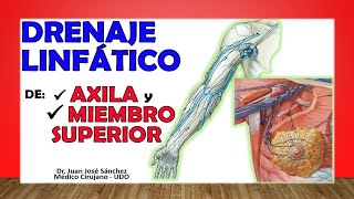 🥇 DRENAJE LINFÁTICO del MIEMBRO SUPERIOR y la AXILA Ganglios Axilares [upl. by Nygem]