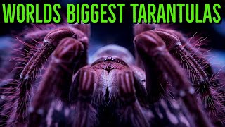 Top 10 BIGGEST Spiders in the World [upl. by Mariam]