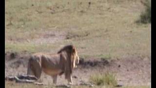 Big Trek Serengeti lions vs gnus [upl. by Devan]