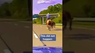 Moove over Cowboys lassoed wayward cattle on a Michigan highway kare11 shorts [upl. by Retswerb]